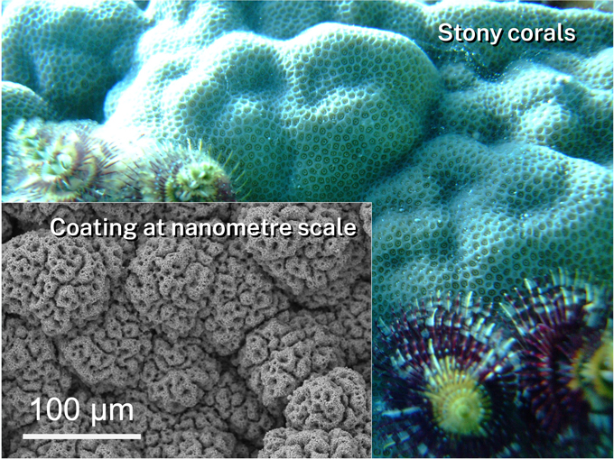 Stony corals versus the coating on a nanometre scale